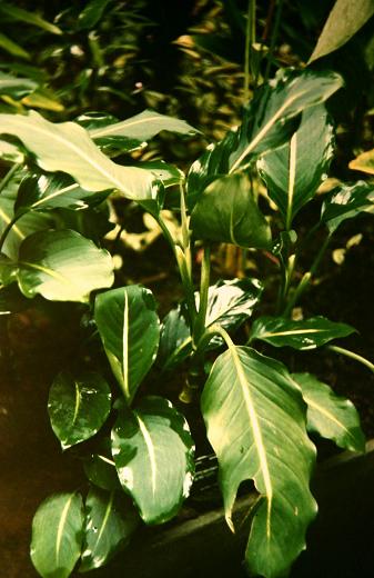 Dieffenbachia oerstedii 