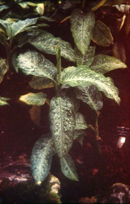 Dieffenbachia picta 