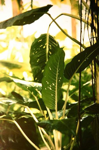 Dieffenbachia picta 'Barraquiniana' 