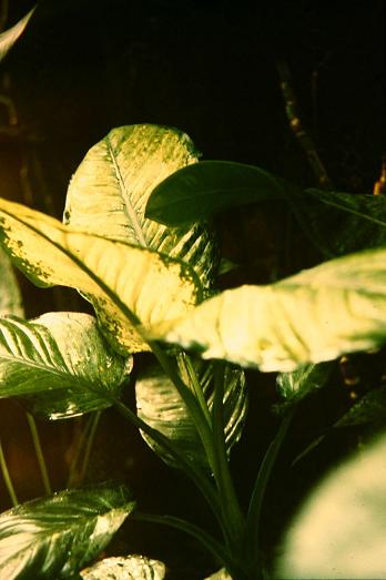 Dieffenbachia picta 'Roehrsii' 