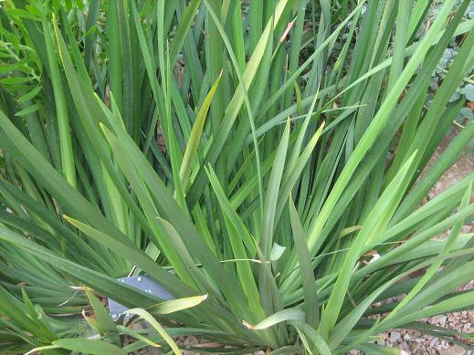 Dietes grandiflora 