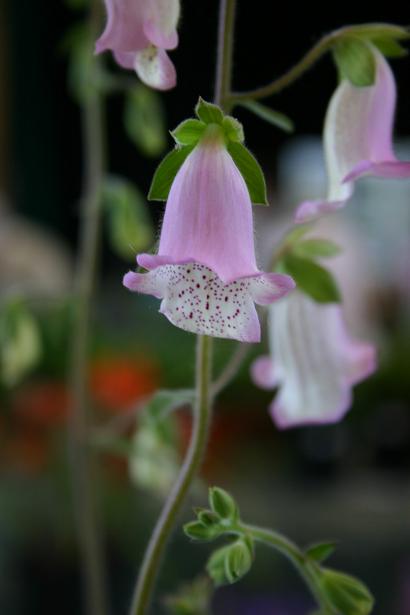 Digitalis dubia 