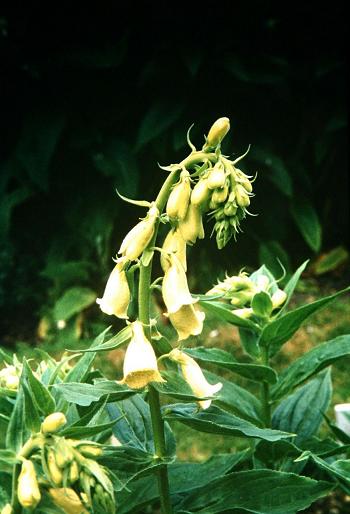 Digitalis fulva 