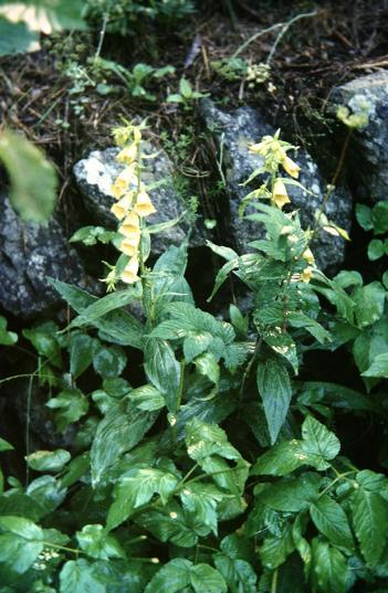 Digitalis grandiflora 