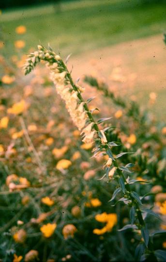 Digitalis lutea 