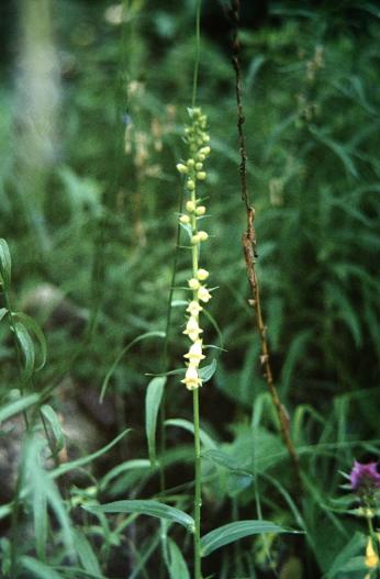 Digitalis lutea 