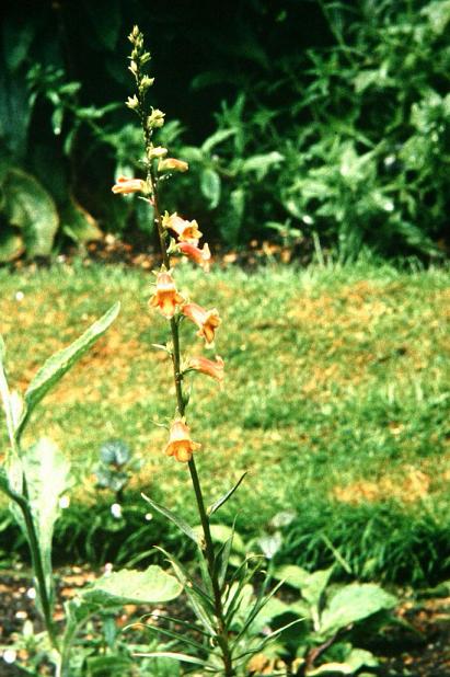 Digitalis obscura 