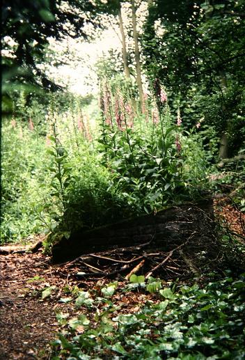 Digitalis purpurea 