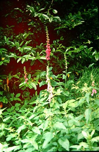 Digitalis purpurea 