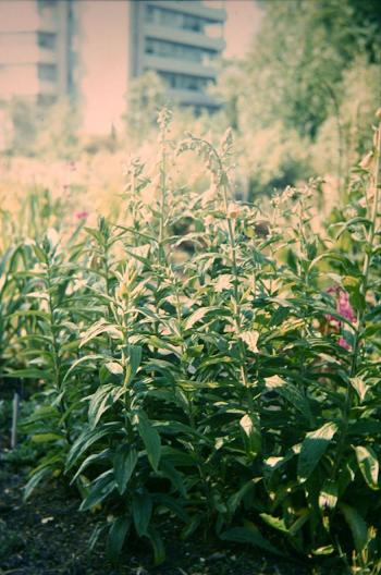 Digitalis viridiflora 