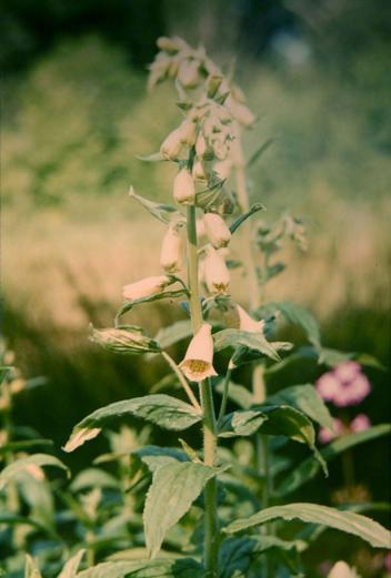 Digitalis viridiflora 