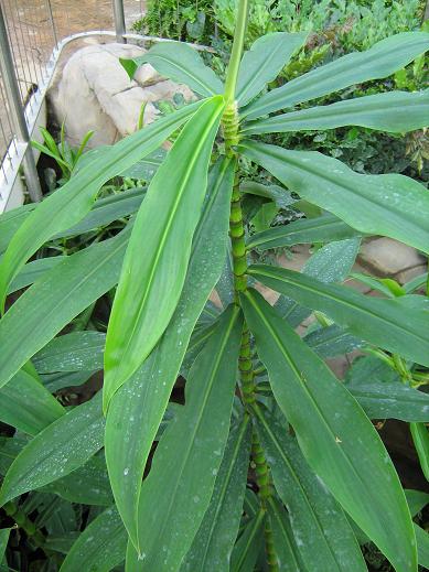 Dimerocostus argenteus 