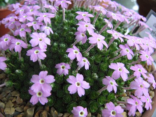 Dionysia 'Alcyone' 