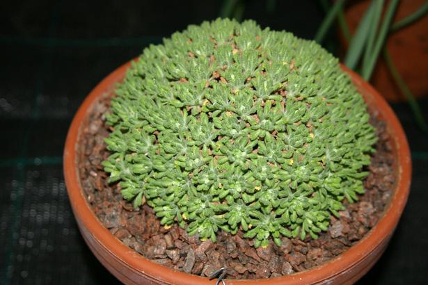 Dionysia aretoides 