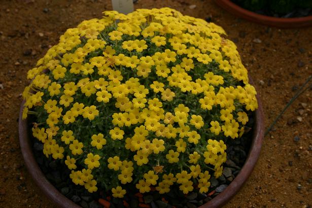 Dionysia aretoides 