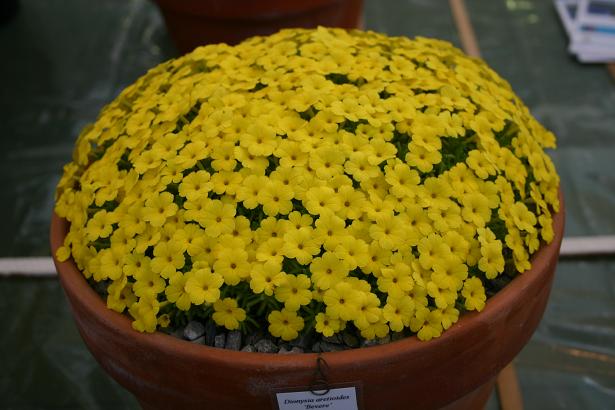 Dionysia aretoides 'Bevere' 