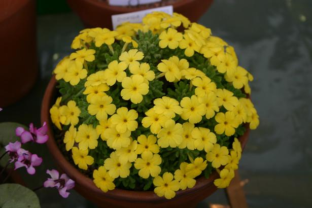 Dionysia aretoides 'Bevere' 