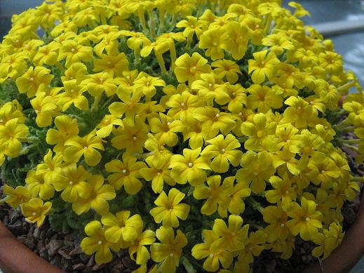 Dionysia aretoides 'Bevere' 