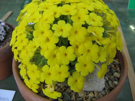 Dionysia aretoides 'Bevere' 