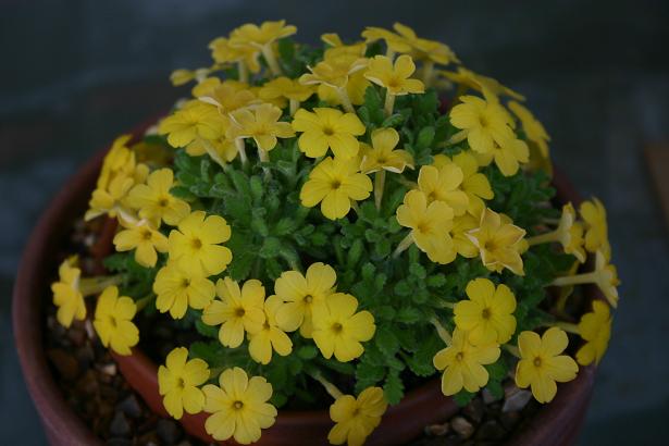 Dionysia aretoides 'Bevere' 