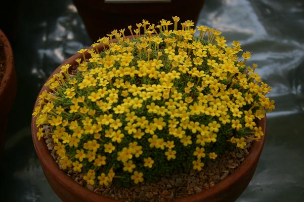 Dionysis aretoides 'Gerben' 