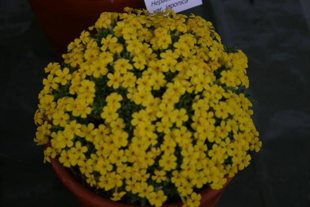 Dionysia aretoides 'Phyllis Carter' 