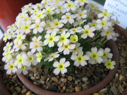 Dionysia (aretoides x microphylla) 