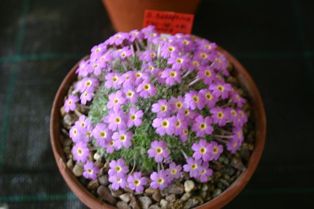 Dionysia bazoftica 