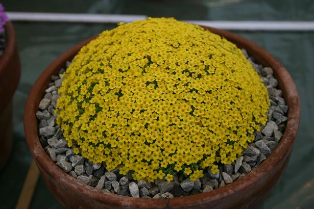 Dionysia 'Bernd Wetzel' 