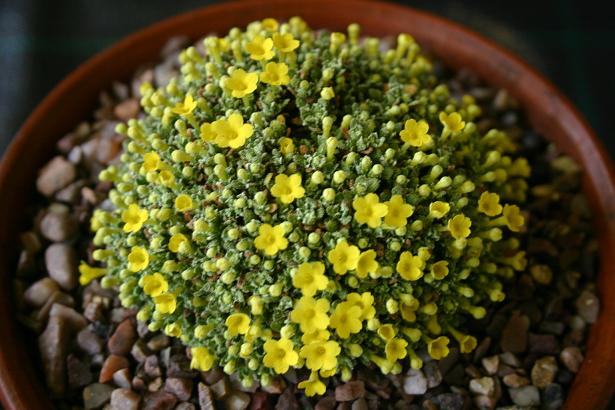 Dionysia 'Bernd Wetzel' 