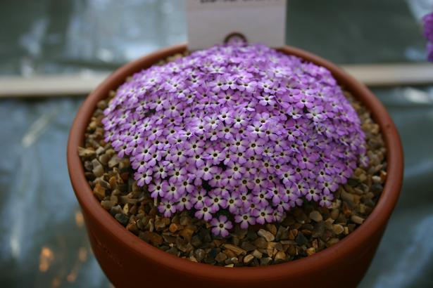 Dionysia bryoides 