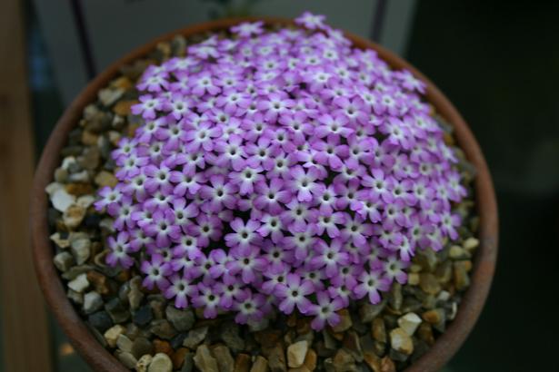 Dionysia bryoides 