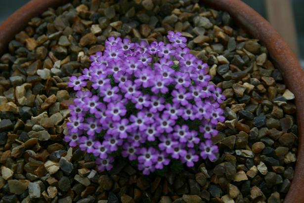 Dionysia bryoides 