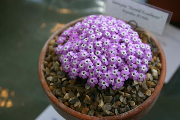 Dionysia bryoides 'Harold Esselmont' 