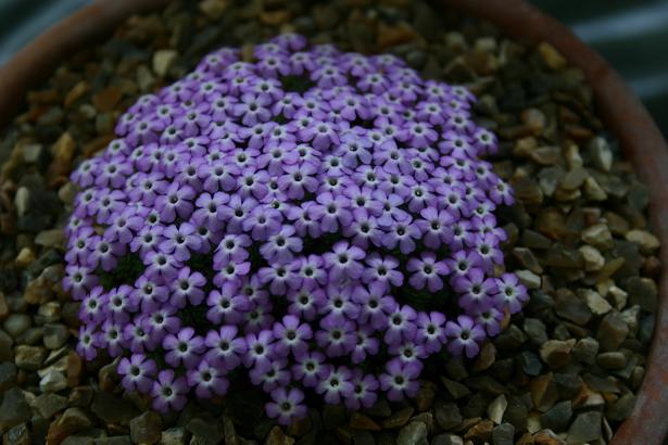 Dionysia bryoides 'Harold Esselmont' 