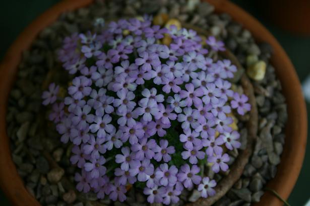 Dionysis bryoides 'Kammerlander' 