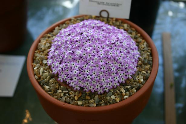 Dionysia bryoides 'Woodside' 