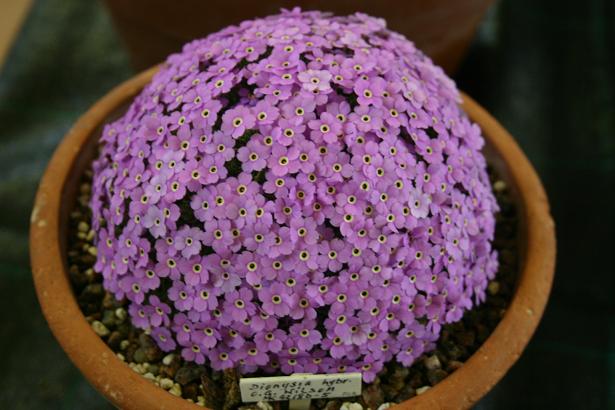 Dionysia 'C. Grey-Wilson' 