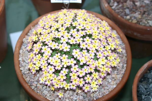 Dionysia 'Charlson Jake' 