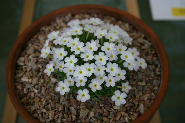 Dionysia 'Charlson Petite' 