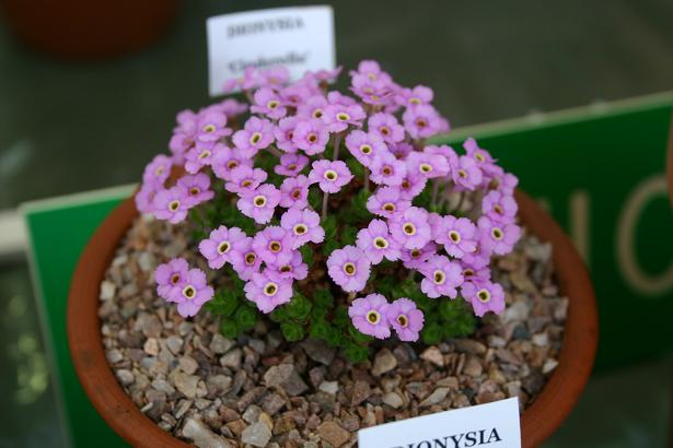 Dionysia 'Cinderella' 