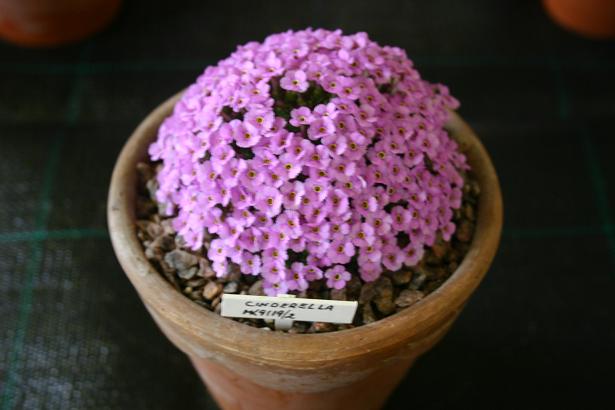 Dionysia 'Cinderella' 