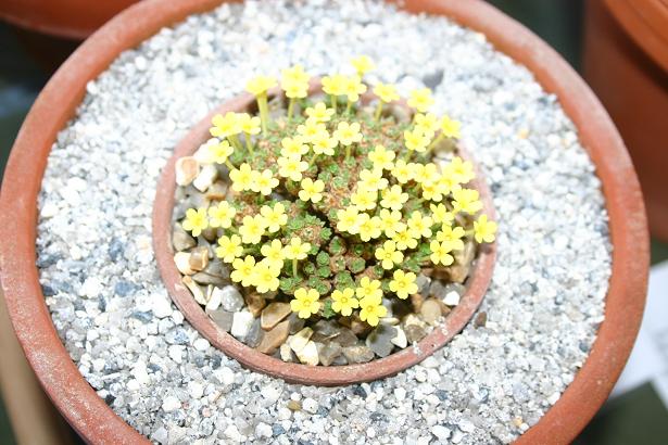 Dionysia crista-galli 