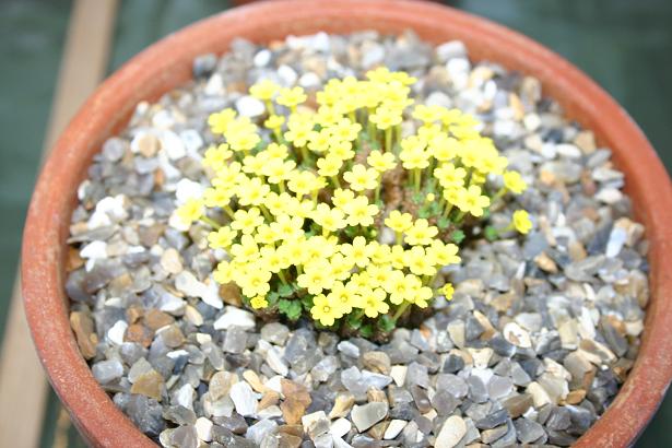 Dionysia crista-galli 