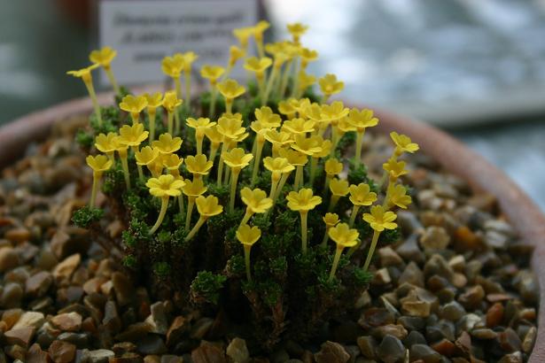 Dionysia crista-galli 