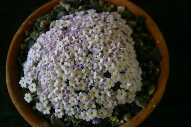 Dionysia curviflora 