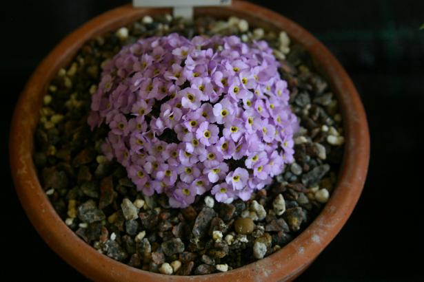 Dionysia curviflora 