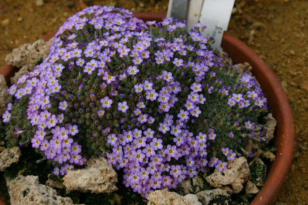 Dionysia curviflora 