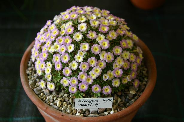 Dionysia 'Dompfaff' 