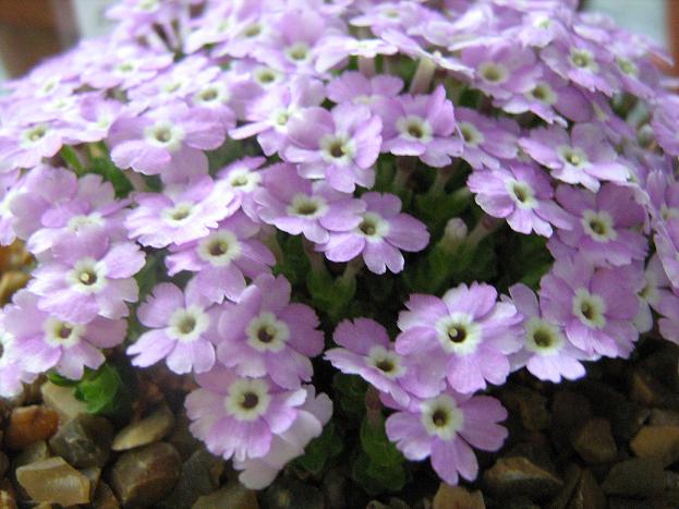 Dionysia ENF-MK 290308 